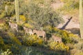 Wild Burros Wlaking in the Desert Royalty Free Stock Photo