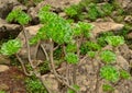 Wild bush aeonium undulatum with many rosettes
