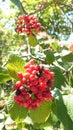 Wild bush berries hanging from the branches