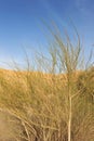 Wild bush in desert