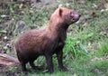 Wild Bush Dog standing in woods Royalty Free Stock Photo