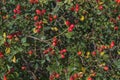 Wild bush with the fruits called rosehip or dog rose on a sunny day