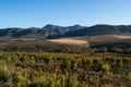 Wild Bush and Mountain Landscape, Western Cape, South Africa