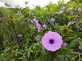 Wild bush purple flower near the river