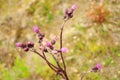 A wild bush of thistles