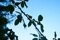 Wild bush with thorns in the light with blue sky background. Concept suffering, loneliness, bitterness, contempt