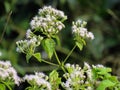 Wild bushes of Chromolaena odorata Royalty Free Stock Photo