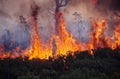 Wild bushfire burning out of control