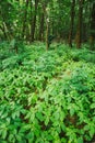 Wild Bushy Thickets Of Small-Flowered Touch-Me-Not Or Impatiens Royalty Free Stock Photo