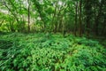 Wild Bushy Thickets Of Small-Flowered Touch-Me-Not Or Impatiens Royalty Free Stock Photo