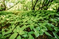 Wild Bushy Thickets Of Small-Flowered Touch-Me-Not Or Impatiens Royalty Free Stock Photo