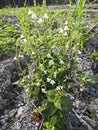 wild busy asystasia gangetica weeds in the field.