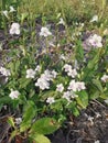 wild busy asystasia gangetica weeds in the field.