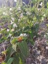 wild busy asystasia gangetica weeds in the field.