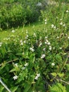 wild busy asystasia gangetica weeds in the field.