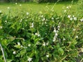 wild busy asystasia gangetica weeds in the field.