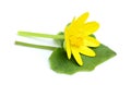 Wild buttercup.Ranunculus ficaria. Royalty Free Stock Photo