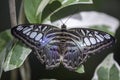 Wild Butterflies in Saint Martin