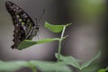 Wild Butterflies in Saint Martin