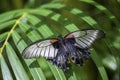 Wild Butterflies in Saint Martin