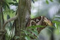 Wild Butterflies in Saint Martin