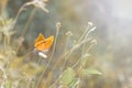 Wild butterfly on field flower in soft focus in springtime