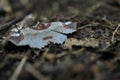 Wild butterfly on the ground in The tropical garden ,Texture of green leaves, leaf in tropical Forest. Royalty Free Stock Photo