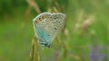 Wild butterfly male common blue Polyommatus icarus detail macro, common species without endangered, family Lycaenidae Royalty Free Stock Photo