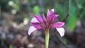 Wild Butterfly Orchid in spring