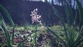 Wild Butterfly Orchid in spring