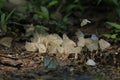 wild butterfly\'s in Kaeng Krachan National Park