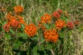 Wild butterfly weed