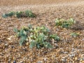 Cabbages growing on Deal Beach, Kent Royalty Free Stock Photo