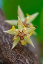 Wild Cacao Flower Royalty Free Stock Photo