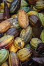 Wild Cacao Fruit Royalty Free Stock Photo