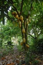 Wild cacao tree