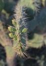 Fantastic Close Up Look at a Cacti in the Wild