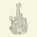Wild cacti sketch. Parodia cactus isolated on light background in hand drawn style
