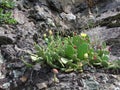Wild cactus with blossom in the mountains of italy