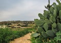 Wild cactus in the dry Maltese countryside landascpe between Xemxija and Manikata, Malta