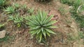 Wild cactus in garden green symmetrical