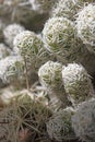 Wild cactus macro background fifty megapixels printables art