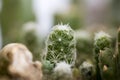 Wild cactus macro background fifty megapixels printables art