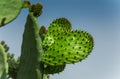 Wild cactus in nature among mountains and forests Royalty Free Stock Photo