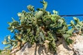 Wild cactus plant in Alanya Turkey Royalty Free Stock Photo