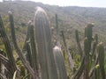 Wild cactus plant Royalty Free Stock Photo