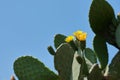 Wild cactus yellow blossom, Kerkyra, Corfu Island, Greece, Europe