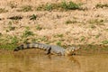 Wild caiman in the Amazon area in Bolivia