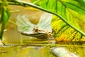 Wild Caiman In The Amazonian Swamps Royalty Free Stock Photo