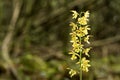 Wild calanthe discolor flower Royalty Free Stock Photo